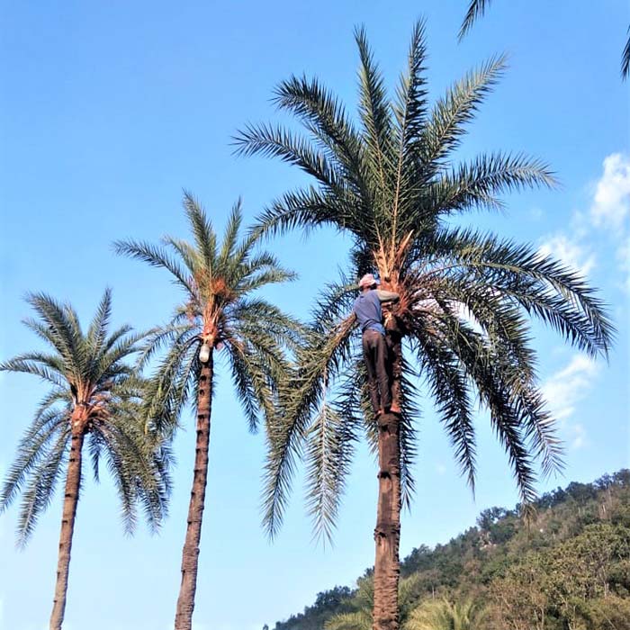 Gajapati Date Palm Jaggery – Odisha