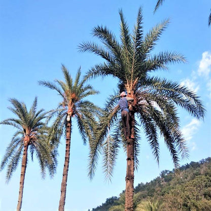 Gajapati Date Palm Jaggery – Odisha