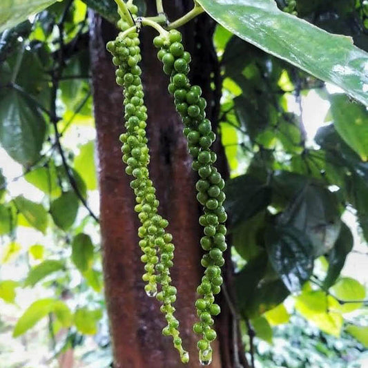 Malabar Black Peppercorns – Kali Mirch (Whole)